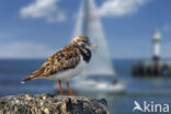 Ruddy Turnstone (Arenaria interpres)