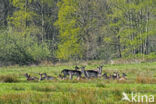 Fallow Deer (Dama dama)