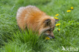 Vos (Vulpes vulpes)