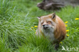 Fox (Vulpes vulpes)