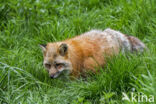 Fox (Vulpes vulpes)