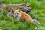 Fox (Vulpes vulpes)