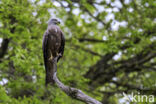 Black Kite (Milvus migrans)