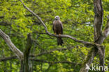 Black Kite (Milvus migrans)