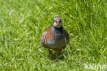 Red-legged Partridge (Alectoris rufa)