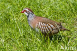 Red-legged Partridge (Alectoris rufa)