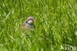 Red-legged Partridge (Alectoris rufa)