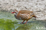 Red-legged Partridge (Alectoris rufa)