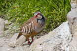 Red-legged Partridge (Alectoris rufa)