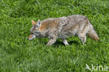 Coyote (Canis latrans)