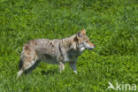 Coyote (Canis latrans)