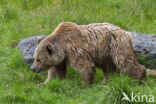 Brown Bear (Ursus arctos arctos)