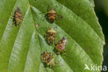 Parent Bug (Elasmucha grisea)