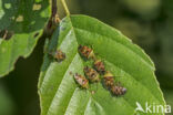 Parent Bug (Elasmucha grisea)