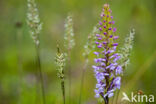 Grote muggenorchis (Gymnadenia conopsea)