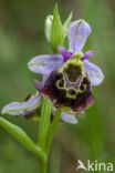 Late Spider Orchid (Ophrys holoserica