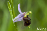 Hommelorchis (Ophrys holoserica