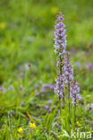 Fragant Orchid (Gymnadenia conopsea)