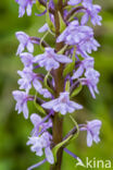 Grote muggenorchis (Gymnadenia conopsea)