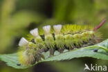 Meriansborstel (Calliteara pudibunda)