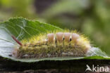 Meriansborstel (Calliteara pudibunda)