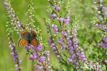 Kleine vuurvlinder (Lycaena phlaeas)