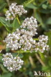 Gewoon duizendblad (Achillea millefolium)