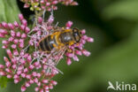 Kegelbijvlieg (Eristalis pertinax)