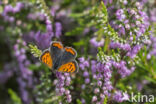 Kleine vuurvlinder (Lycaena phlaeas)