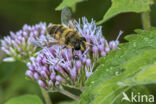 drone fly (Eristalis tenax)