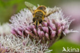 drone fly (Eristalis tenax)