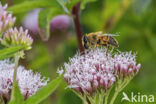 Blinde bij (Eristalis tenax)