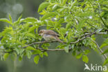 Bosrietzanger (Acrocephalus palustris)