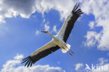 White Stork (Ciconia ciconia)