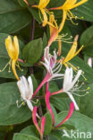 Honeysuckle (Lonicera periclymenum)