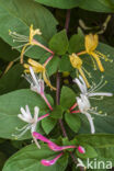 Honeysuckle (Lonicera periclymenum)