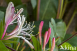 Honeysuckle (Lonicera periclymenum)