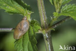 Amber Snail (Succinea putris)