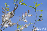 White Willow (Salix alba)