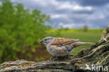 Dunnock