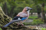 Vlaamse Gaai (Garrulus glandarius)