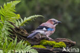 Eurasian Jay (Garrulus glandarius)