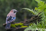 Eurasian Jay (Garrulus glandarius)