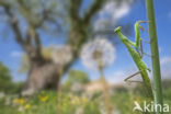 Bidsprinkhaan (Mantis reliogiosa)