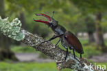 Stag Beetle (Lucanus cervus)