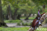 Stag Beetle (Lucanus cervus)