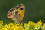 Oranje zandoogje (Pyronia tithonus)