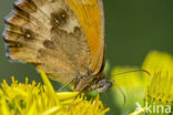 Oranje zandoogje (Pyronia tithonus)