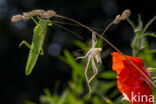 Great Green Bush-cricket (Tettigonia viridissima)