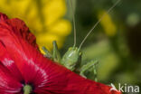 Great Green Bush-cricket (Tettigonia viridissima)